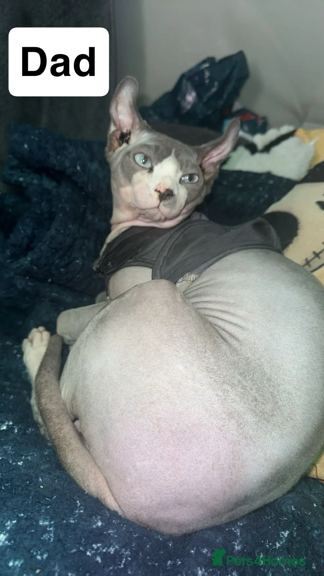 Mixed Breed cats for sale: Price lowered for handsome boy  - Advert 5