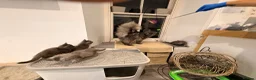 Maine Coon cats for sale: 2 Full Pedigree Maine Coon Kittens  - Advert 9