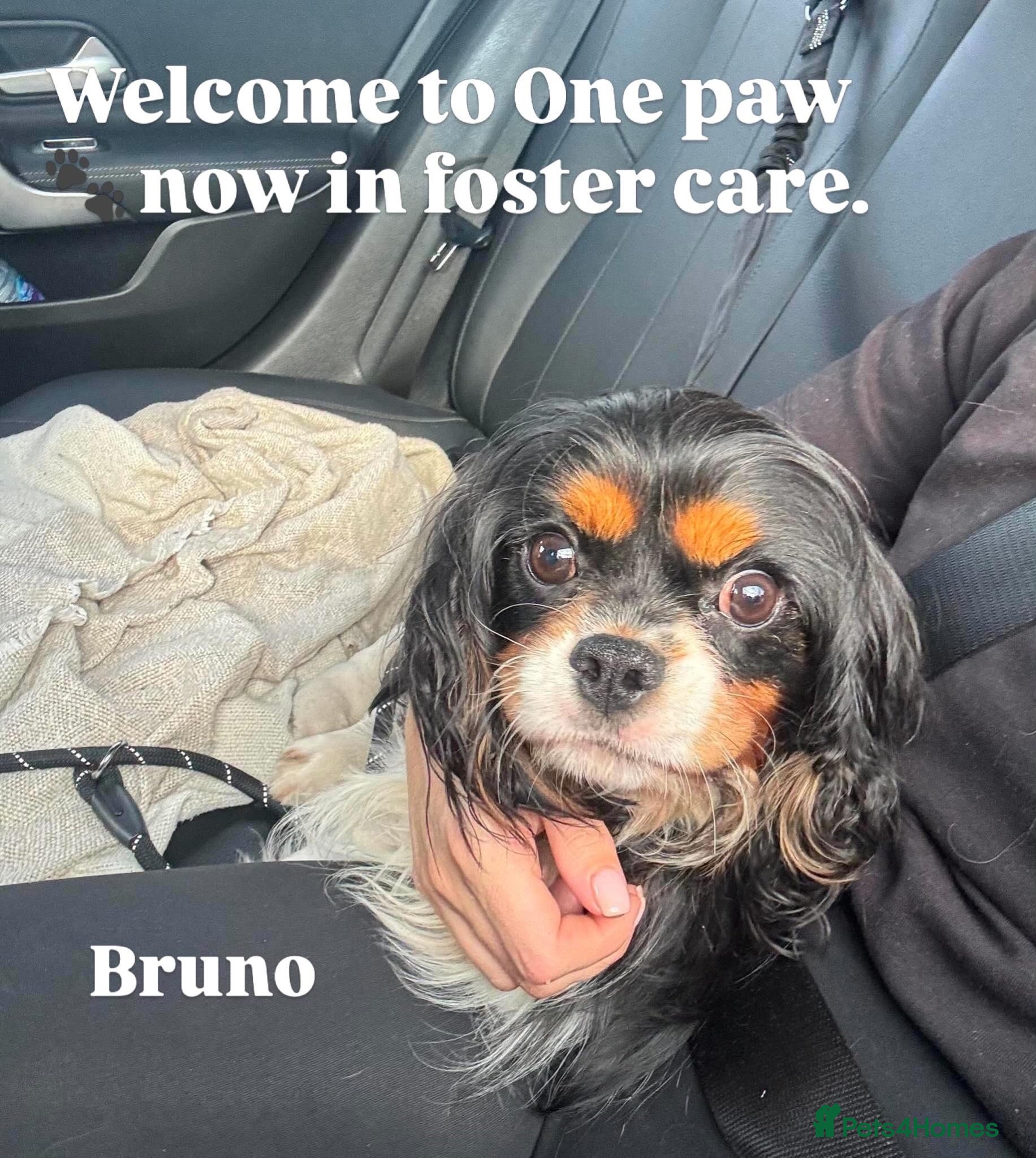 Cavalier King Charles Spaniel dogs Bruno seeking forever home  - Advert 16