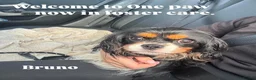 Cavalier King Charles Spaniel dogs for adoption: Bruno seeking forever home  - Advert 1