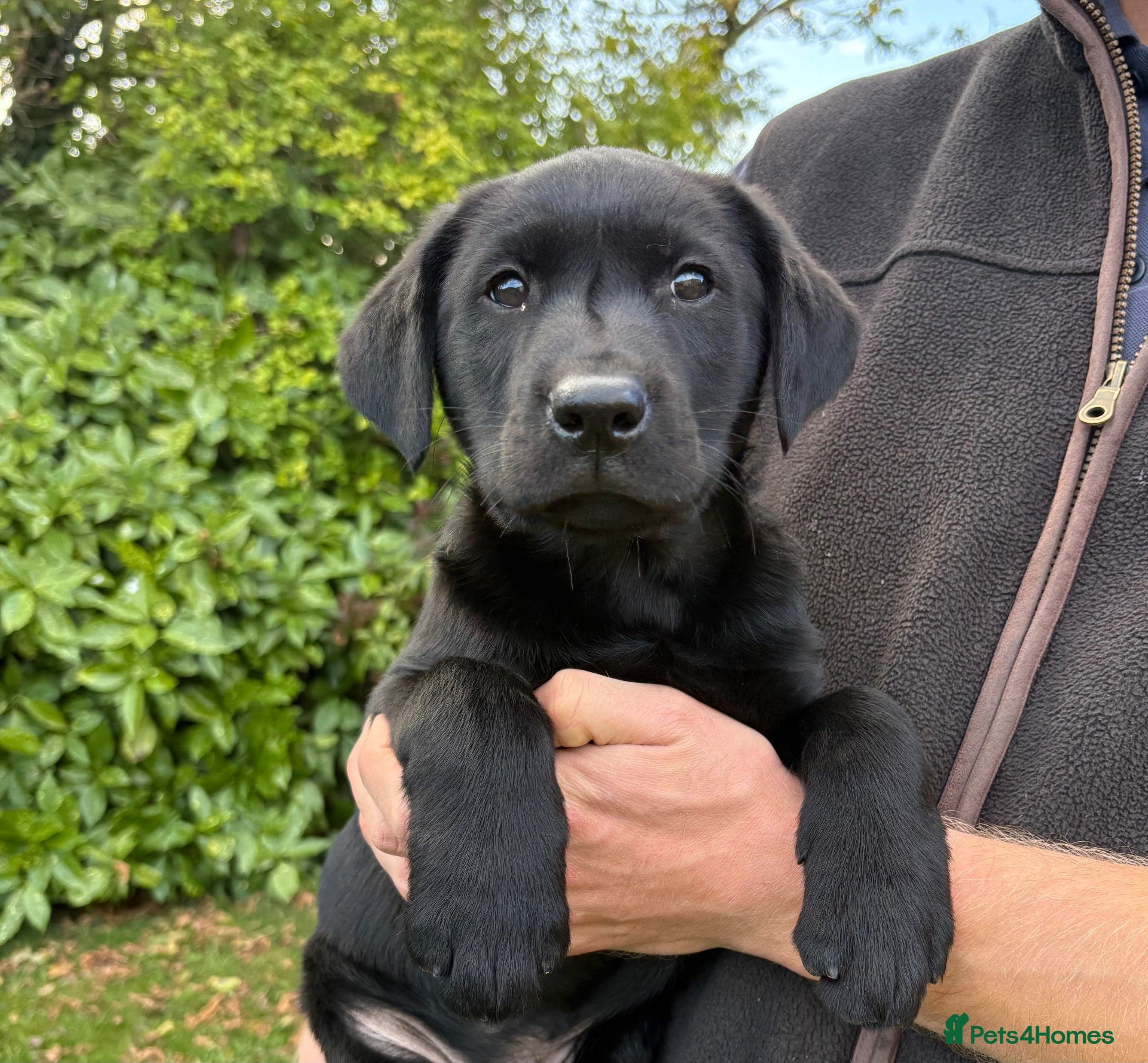 Labrador Retriever dogs Handsome Labrador dogs available  - Advert 2