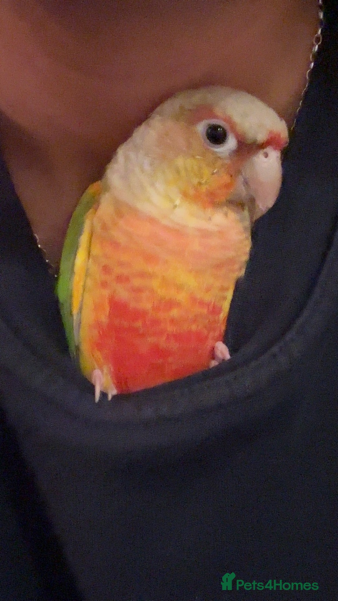 Conures birds for sale: Green Cheek Conure for sale 11months old £850 - Advert 9