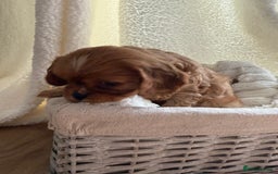 Cavalier King Charles Spaniel dogs for sale: TWO CAVALIER KING CHARLES BOYS AVAILABLE NOW - Image 15