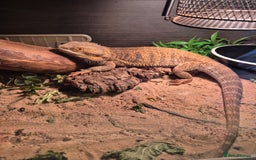 Bearded Dragon reptiles for sale: Bearded dragon  - Advert 2