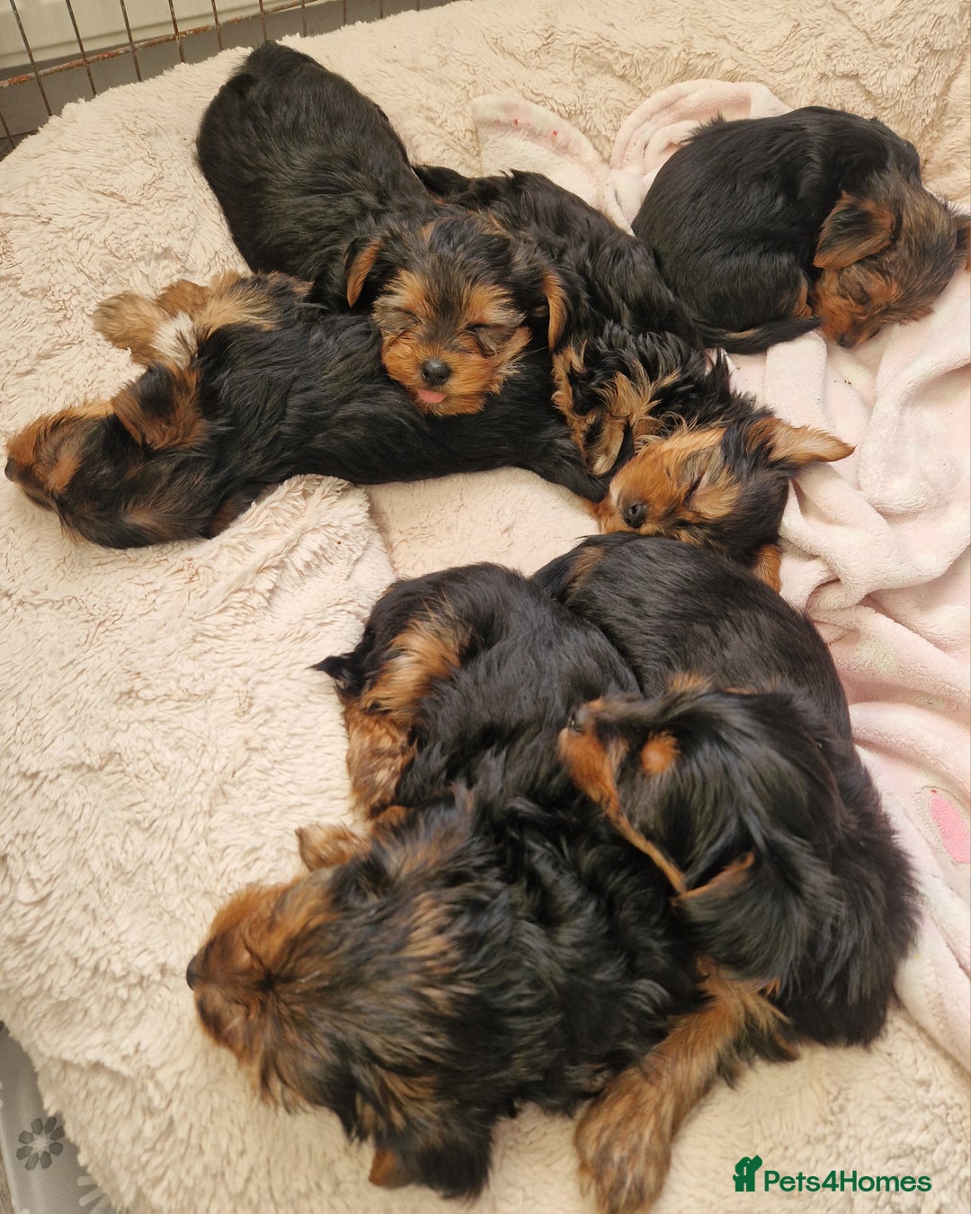 Yorkshire Terrier dogs for sale: Beautiful yorkie puppies - Advert 17