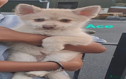 Pomsky dogs for sale: Fully vaccinated, 3 F4 Pomskies. Well socialised. - Image 6