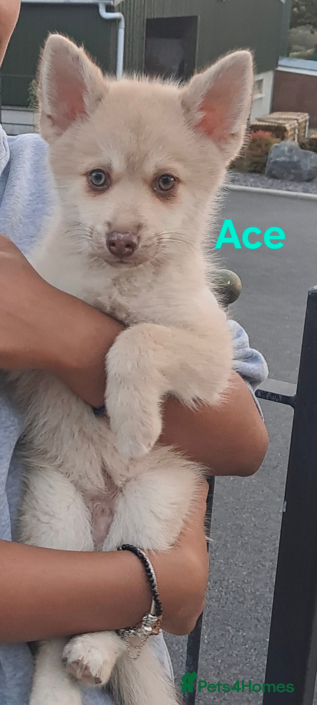 Pomsky dogs for sale: Fully vaccinated, 3 F4 Pomskies. Well socialised. - Image 6