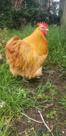 Chickens poultry - Advert 4