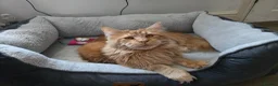 Maine Coon cats for sale: Beautiful Maine coons  in Gateshead - Advert 5