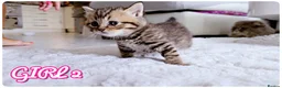 British Shorthair cats for sale: Beautiful British Shorthair Kittens – Home Raised - Advert 19