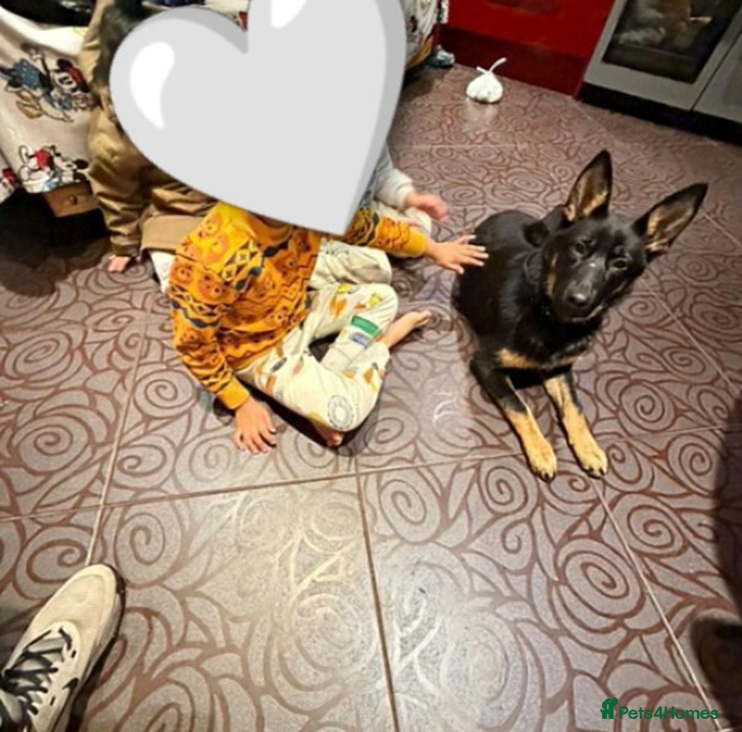 German Shepherd dogs for sale: Beautiful West Working Line German shepherd  - Advert 4