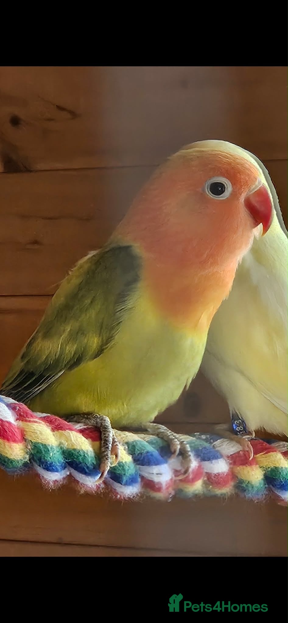 Lovebirds birds Beautiful colours of 12 week old lovebirds  - Advert 2