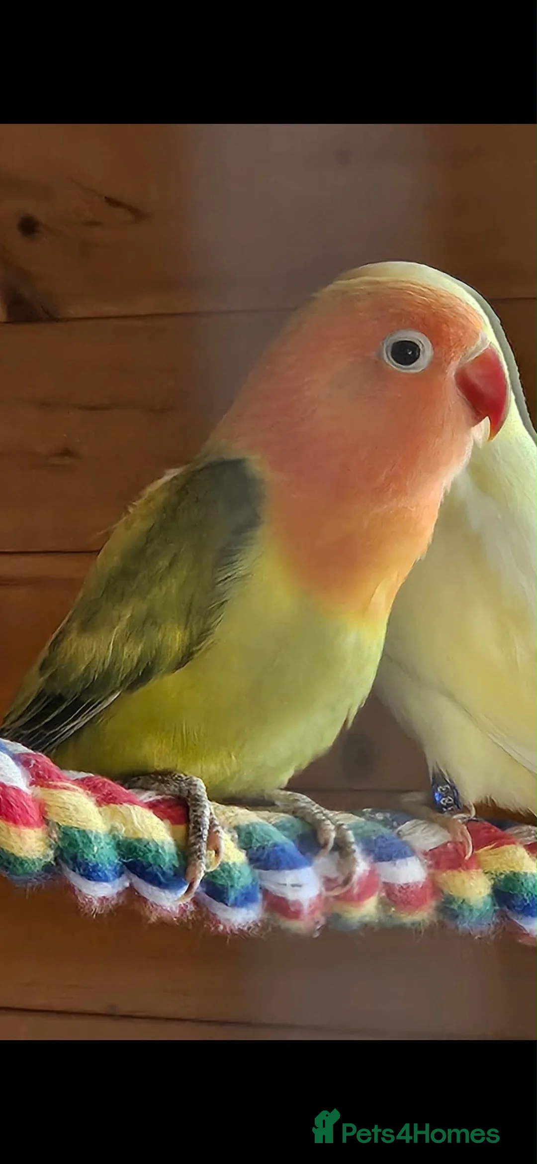 Lovebirds birds for sale: Beautiful colours of 12 week old lovebirds  - Advert 2