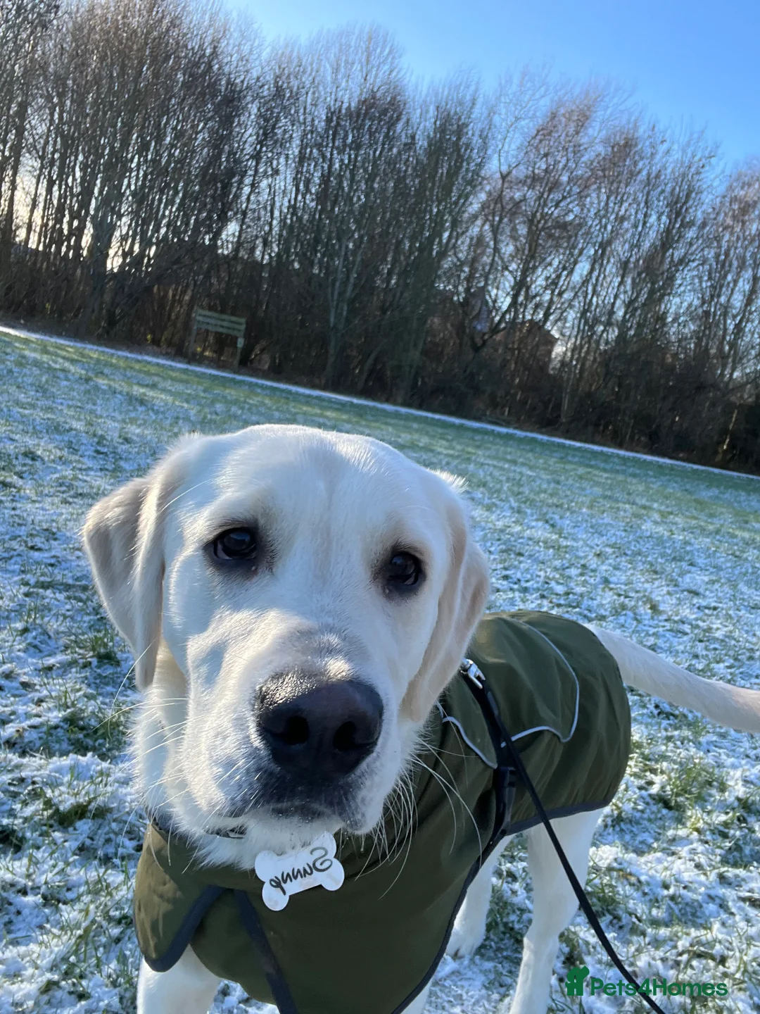 Goldador dogs for sale: Rehoming puppy  - Advert 2