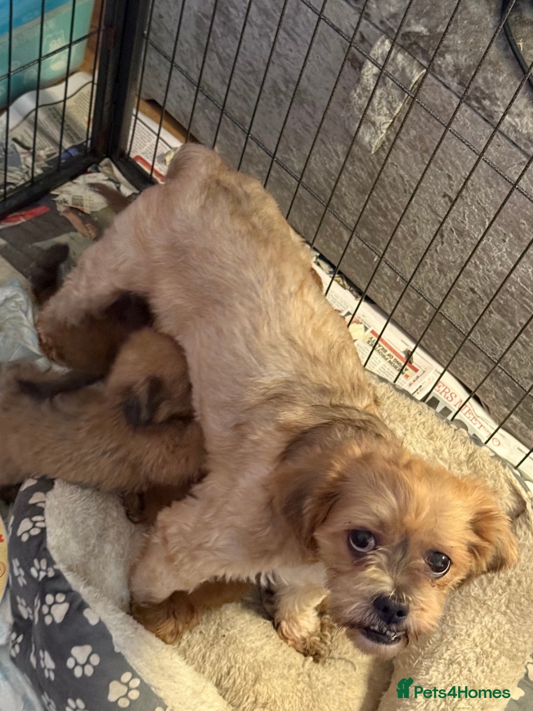 Lhasa Apso dogs for sale: Red and tan Lhasa apso puppies  - Image 15