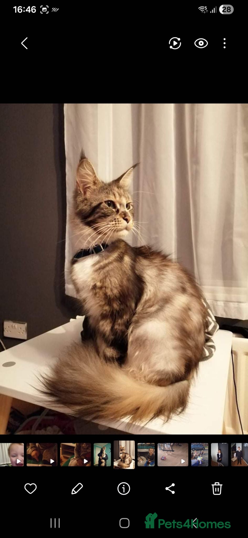 Maine Coon cats POLYDACTYL MAINE COONS!!! - Advert 1