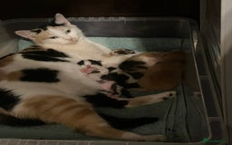 Mixed Breed cats for sale: 5 gorgeous kittens - Image 5