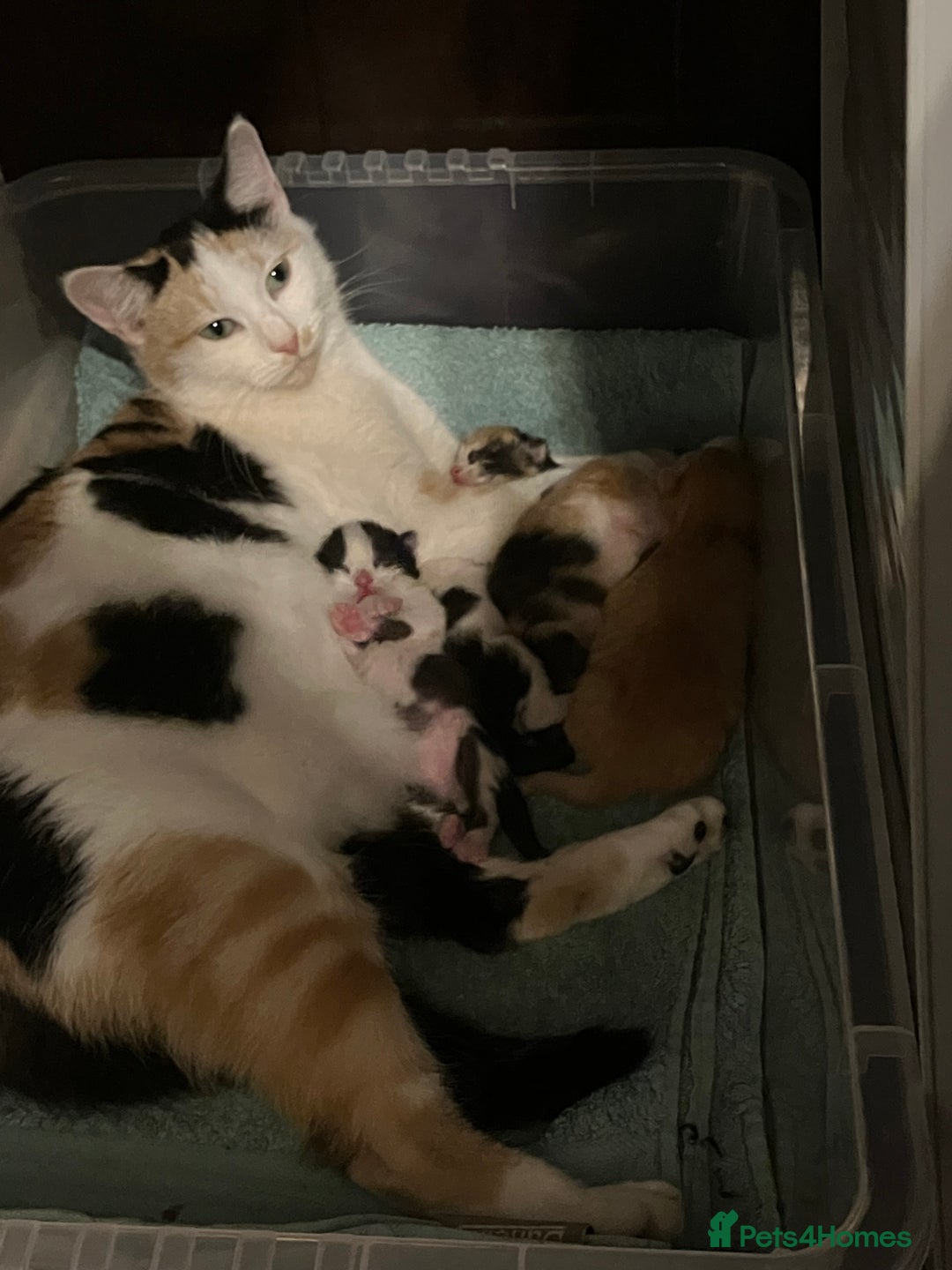 Mixed Breed cats for sale: 5 gorgeous kittens - Image 5