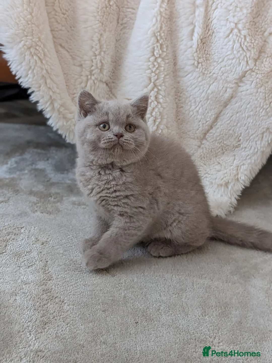 British Shorthair cats for sale: GCCF Registered Kittens  - Advert 1