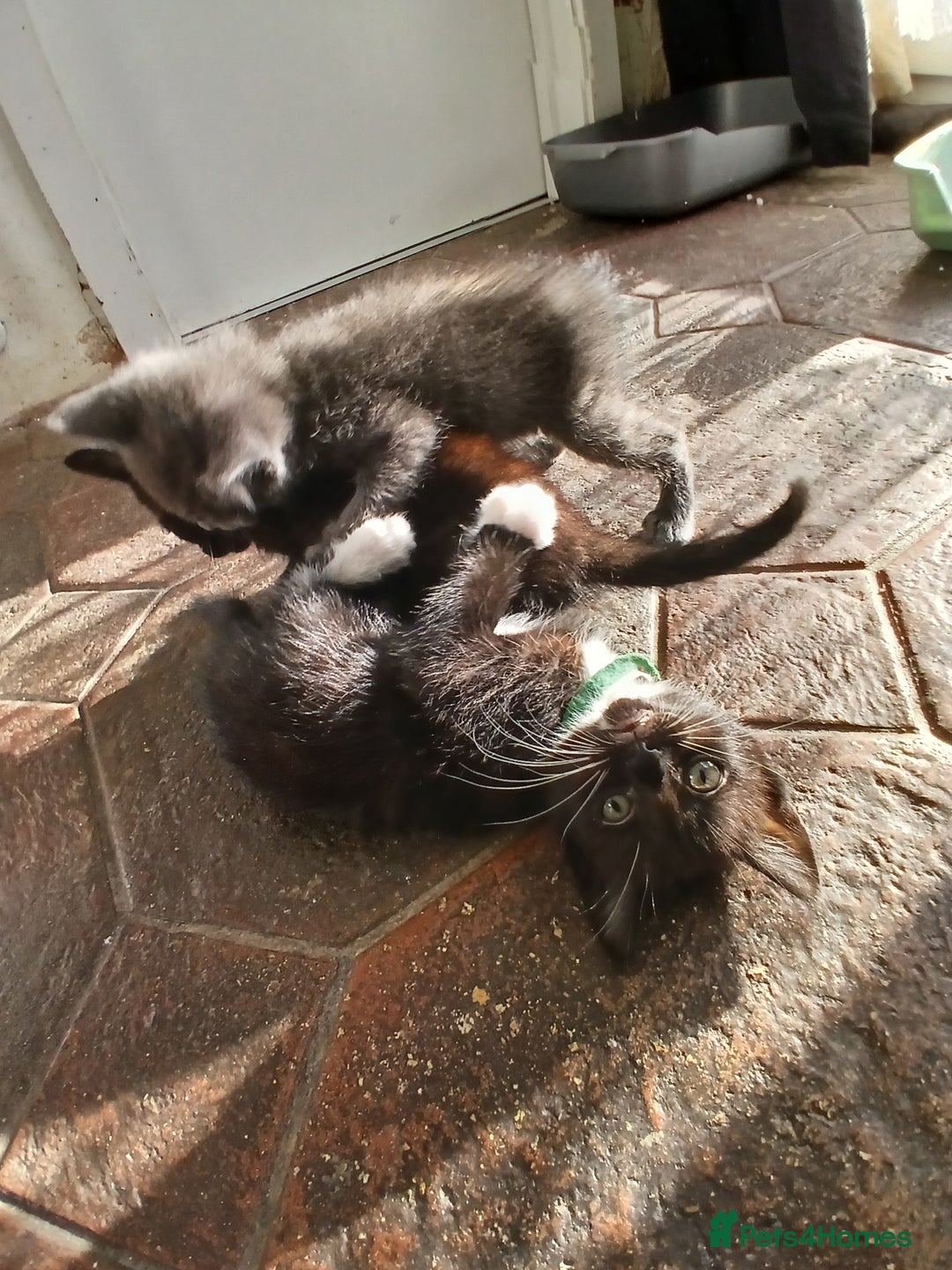 Mixed Breed cats for sale: 6 Kittens looking for new forever homes - Advert 20