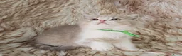 British Shorthair cats for sale: Ready now 2x Kittens Avaliable  - Advert 14