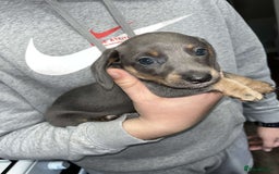 Dachshund dogs for sale: 🩶Silver miniature dachshunds litter READY TO GO🩶 - Image 2