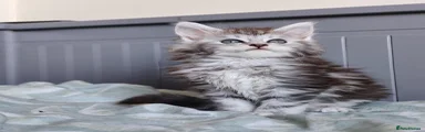 Mirabella TitaniumCat 