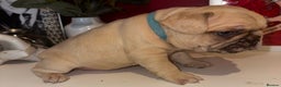 French Bulldog dogs for sale: French bulldog puppies - boys - Advert 5