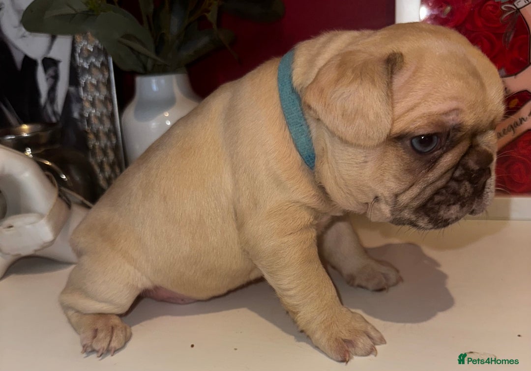 French Bulldog dogs for sale: French bulldog puppies - boys - Advert 5