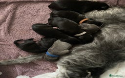 Bedlington Terrier dogs for sale: bedlington cross whippets - Image 2