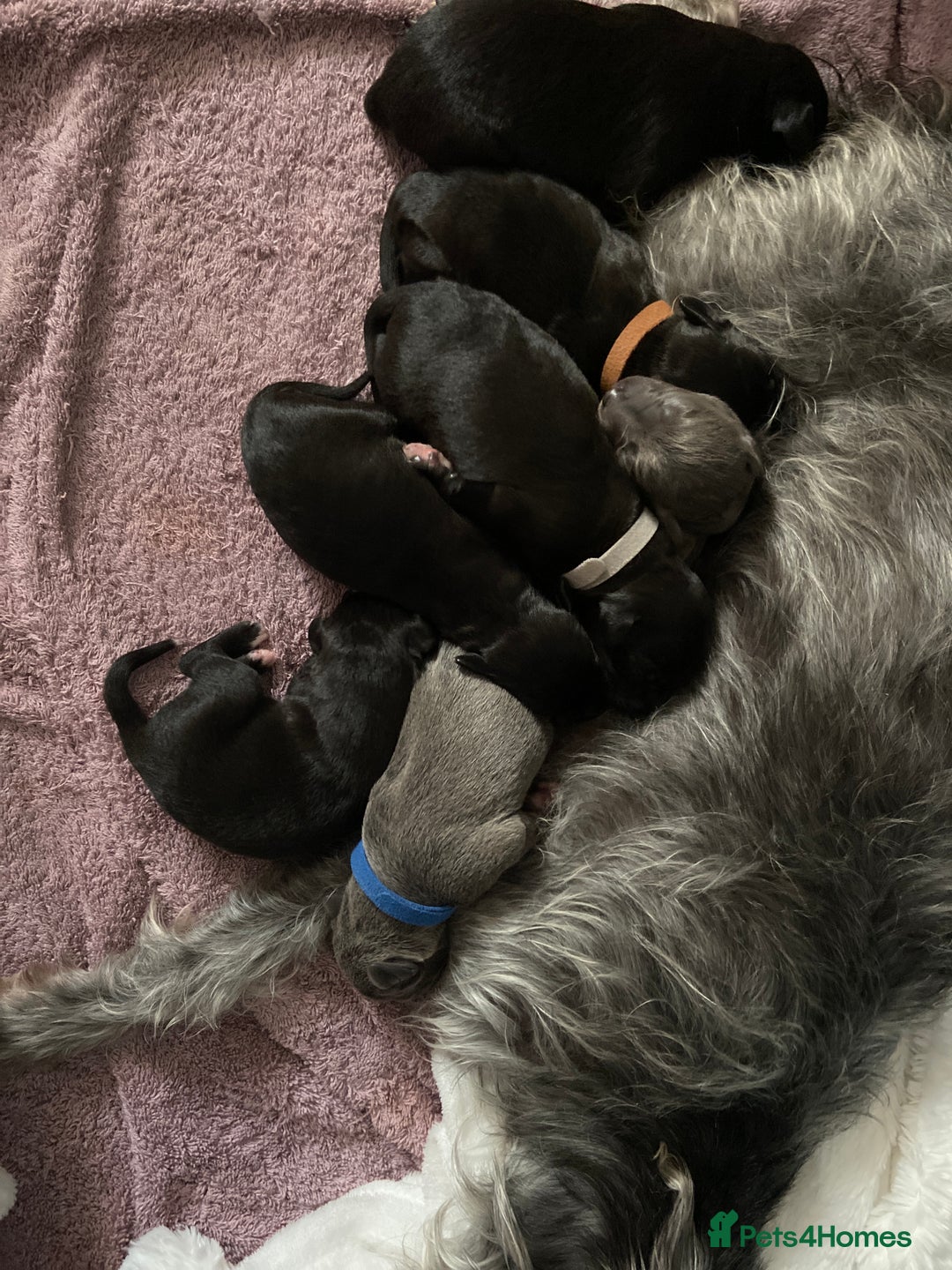 Bedlington Terrier dogs for sale: bedlington cross whippets - Image 2