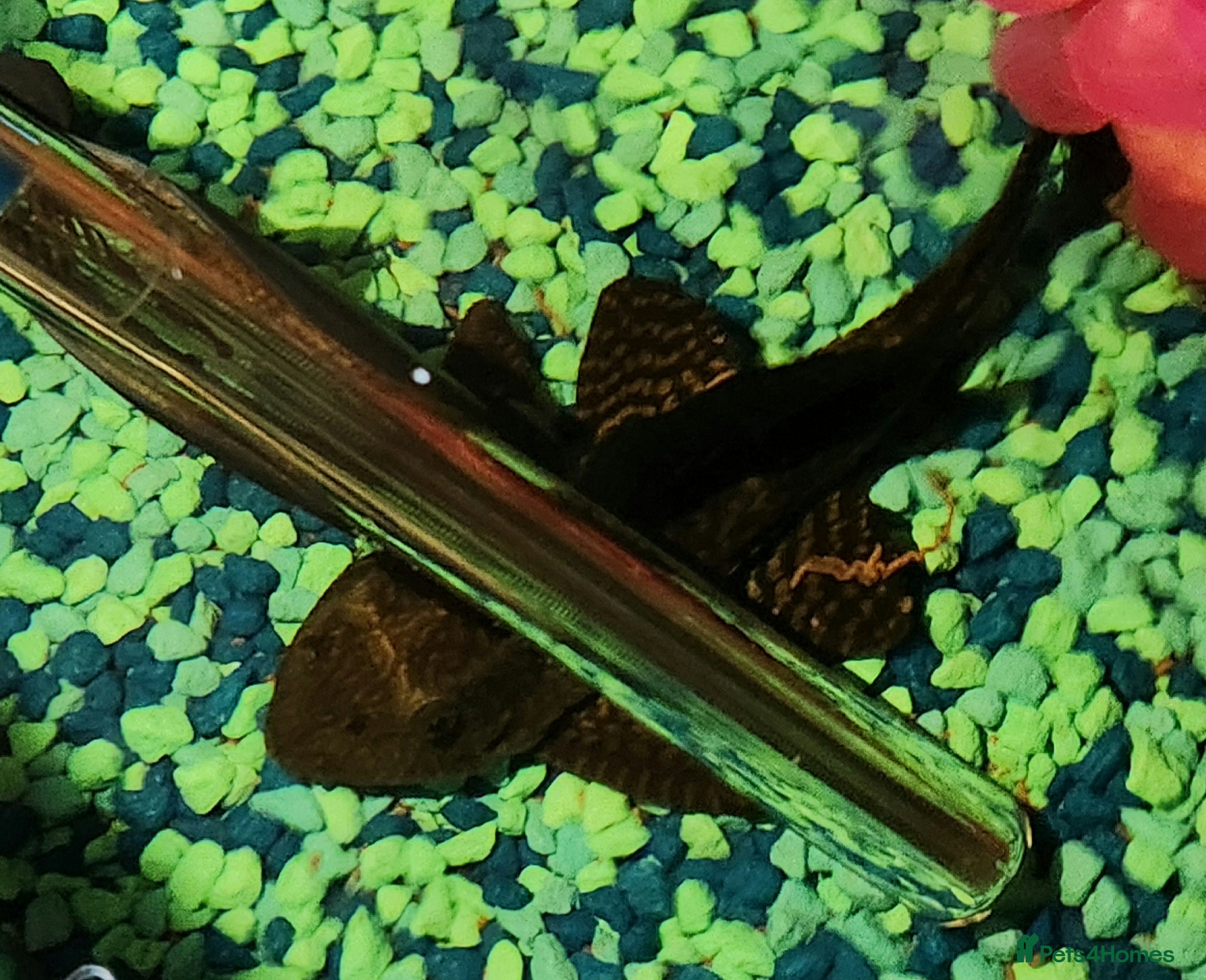 Plecos fish Beautiful pleco - Advert 19