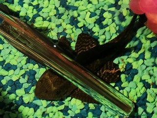 Plecos fish Beautiful pleco - Advert 1