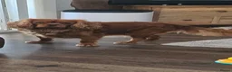 Cavalier King Charles Spaniel dogs for sale: King Charles cavalier  - Advert 6