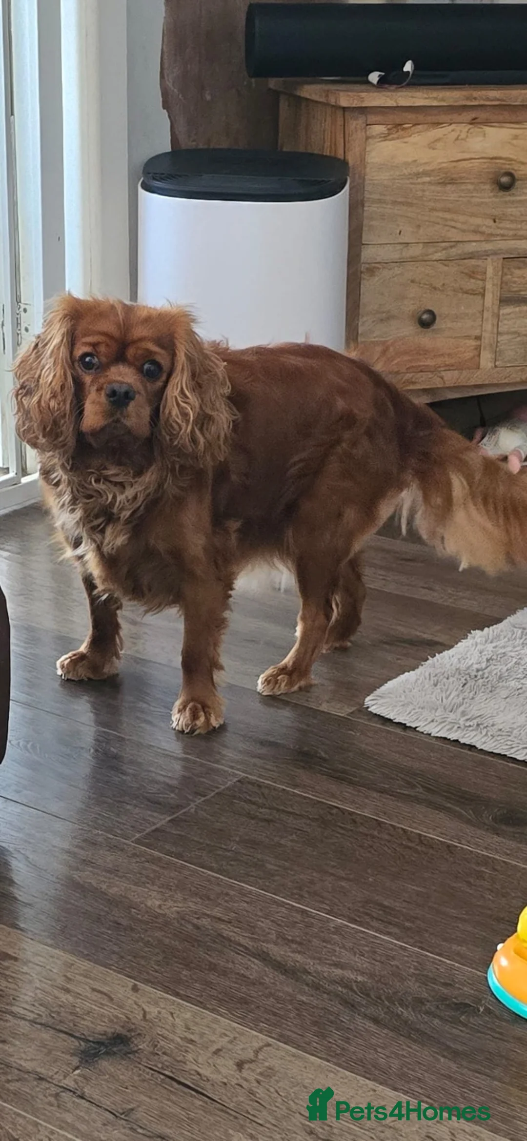 Cavalier King Charles Spaniel dogs for sale: King Charles cavalier  - Advert 6