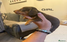 Dachshund dogs for sale: Beautiful litter of Dachshund puppies  - Image 5
