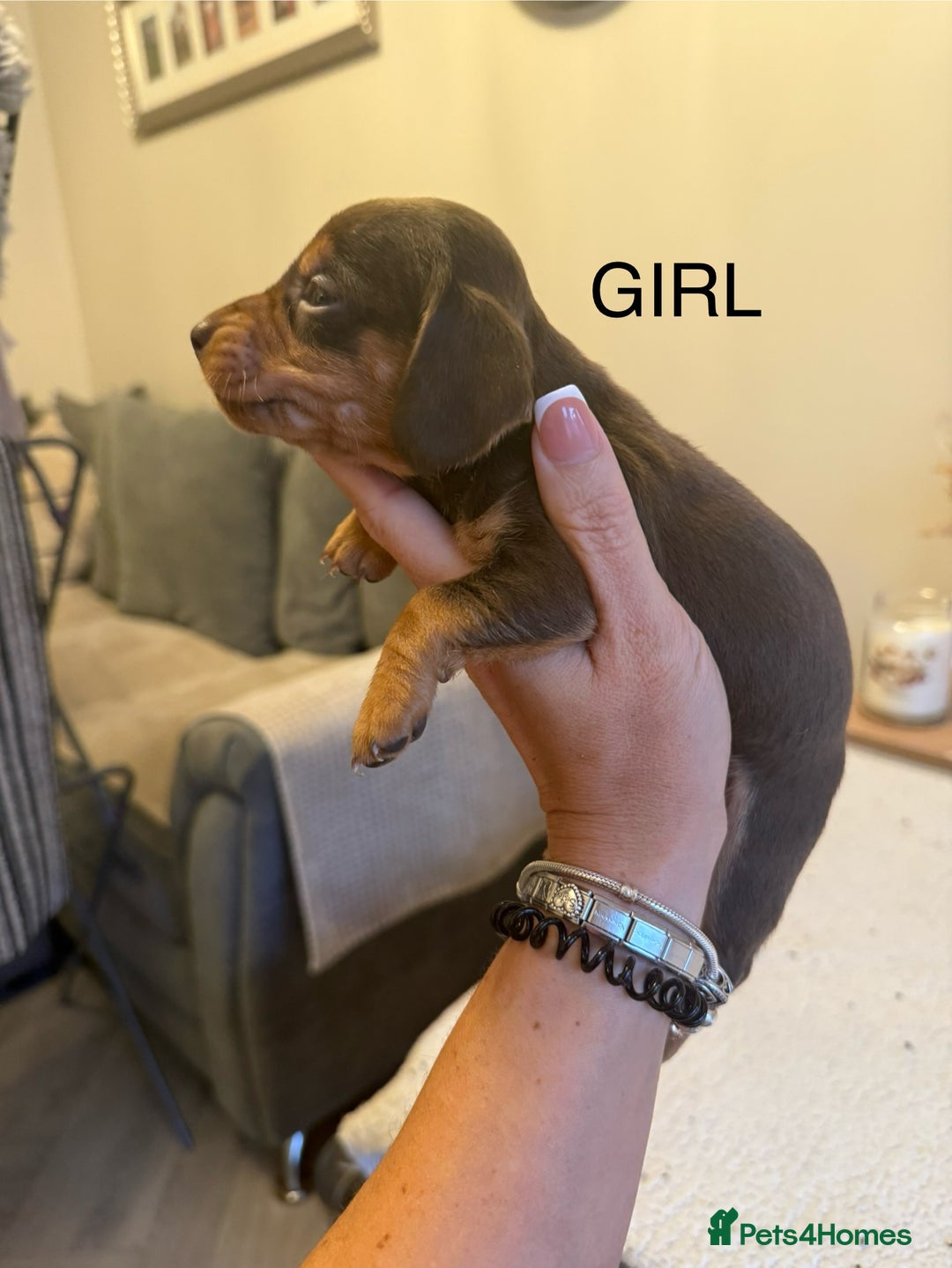 Dachshund dogs for sale: Beautiful litter of Dachshund puppies  - Image 5