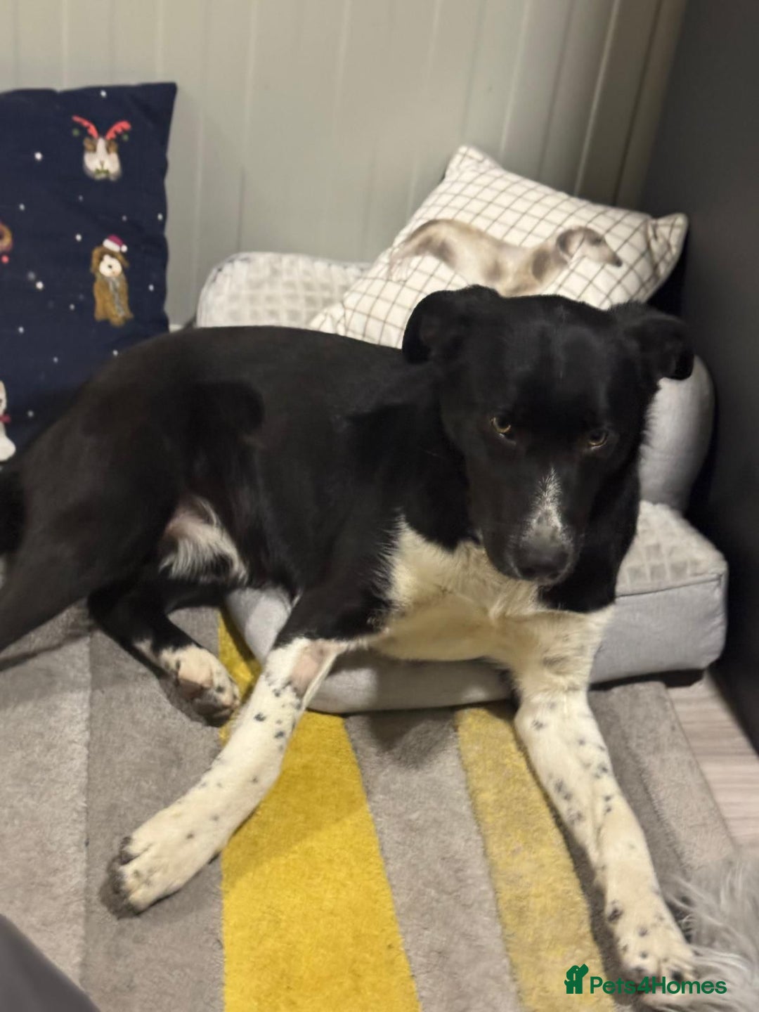 Mixed Breed dogs for adoption: Gorgeous Maylo looking for love - Advert 3