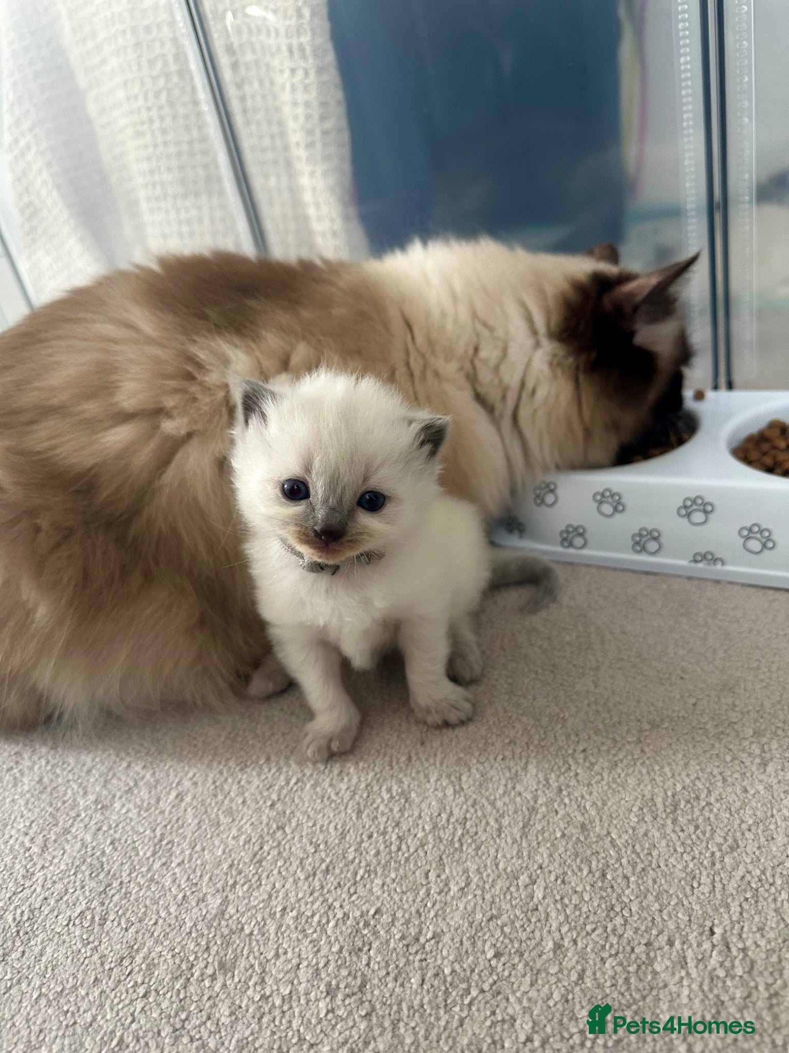 Ragdoll cats Gorgeous Chunky Ragdoll Litter - Advert 2