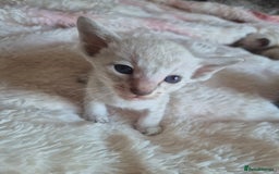 Oriental cats for sale: 2 Oriental boys left ( sold ) - Image 17