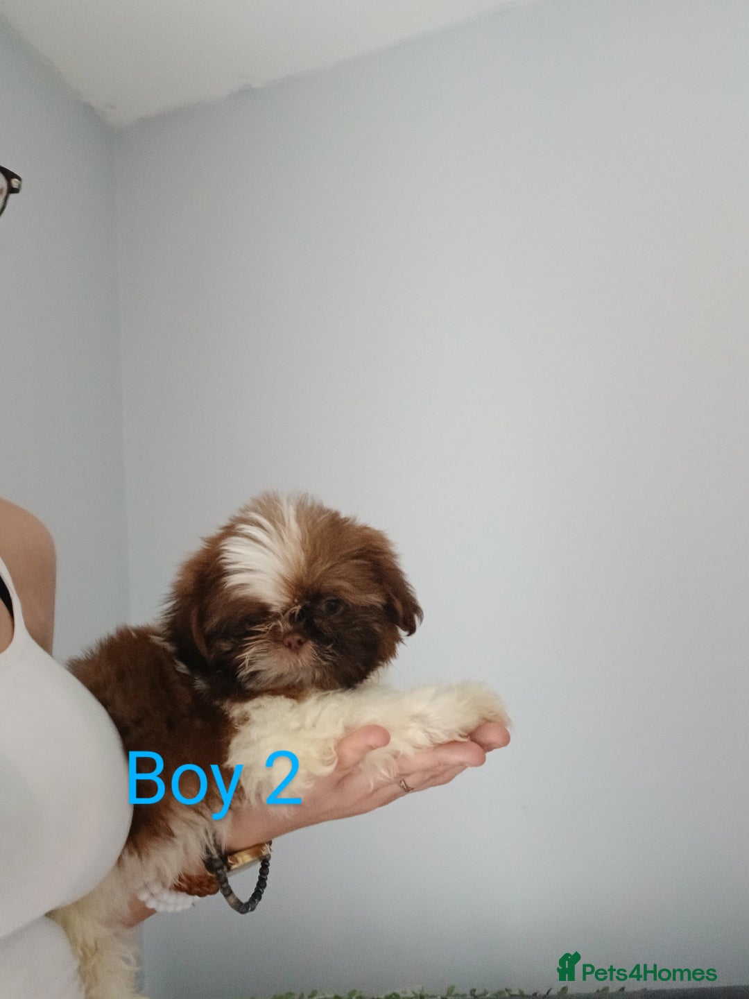 Shih Tzu dogs for sale: LOVELY imperial Shih Tzu for sale - Image 4