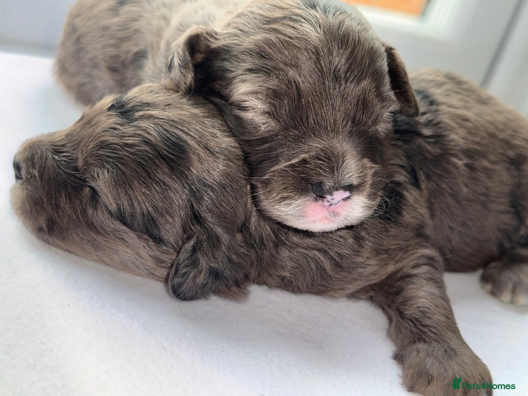 Cockapoo dogs for sale: F1B TOY COCKAPOO’S - Advert 20