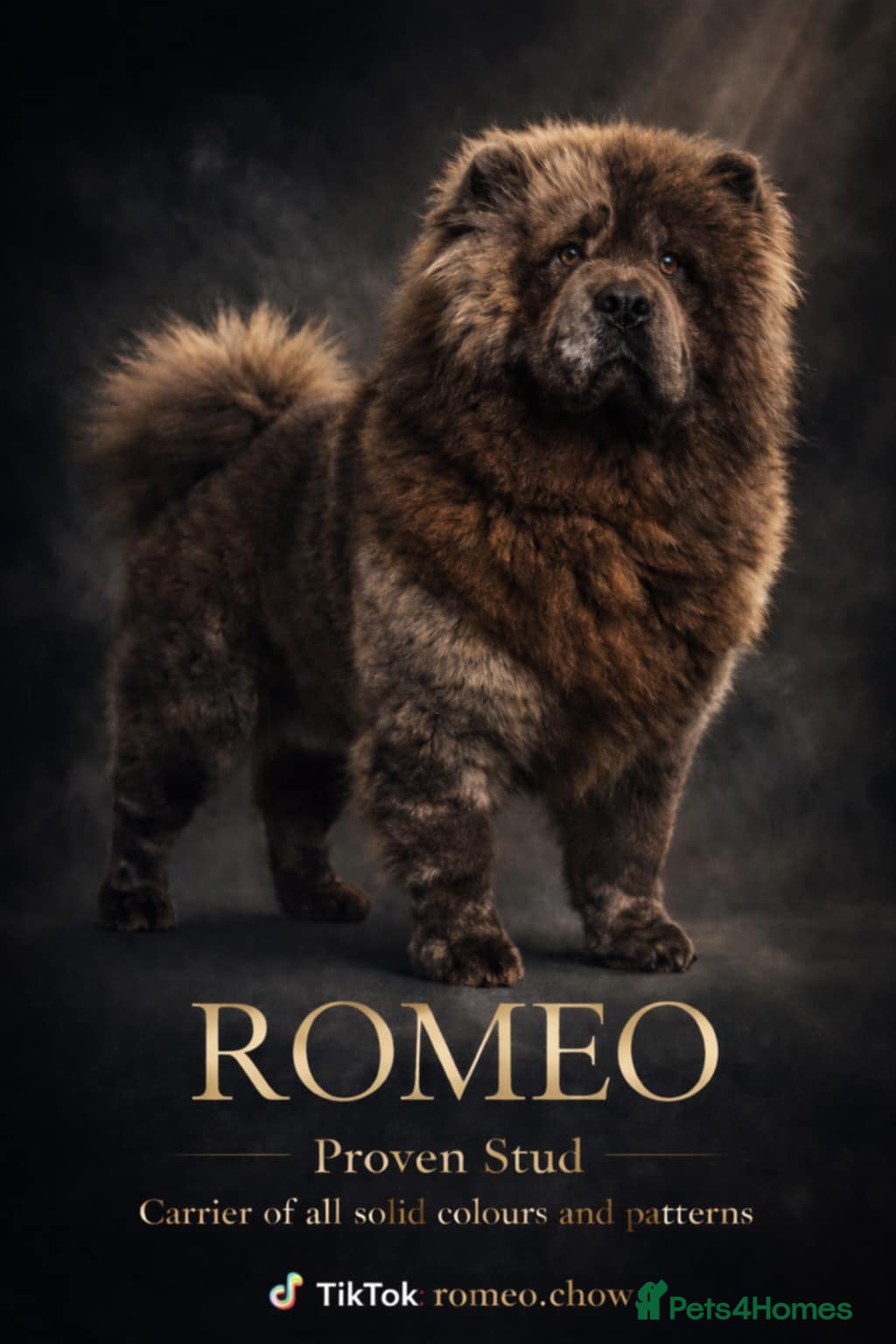 Chow Chow dogs Chow chow stud  - Advert 1