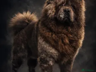 Chow Chow dogs Chow chow stud - Advert 2