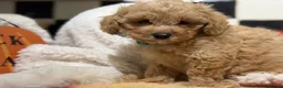 Poochon dogs for sale: Stunning litter of poochons ready now - Advert 10
