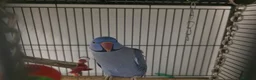 Ringnecks birds for sale: Male Indian Ringneck 3yrs in Ipswich - Advert 1