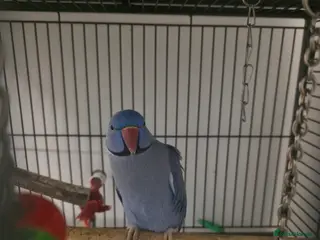 Ringnecks birds Male Indian Ringneck 3yrs - Advert 4