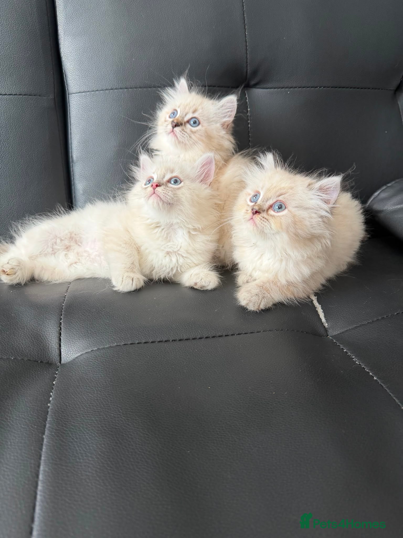 Persian cats Persain chinchilla  colourpoint kittens for sale  - Advert 12