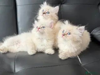 Persian cats Persain chinchilla colourpoint kittens for sale - Advert 2