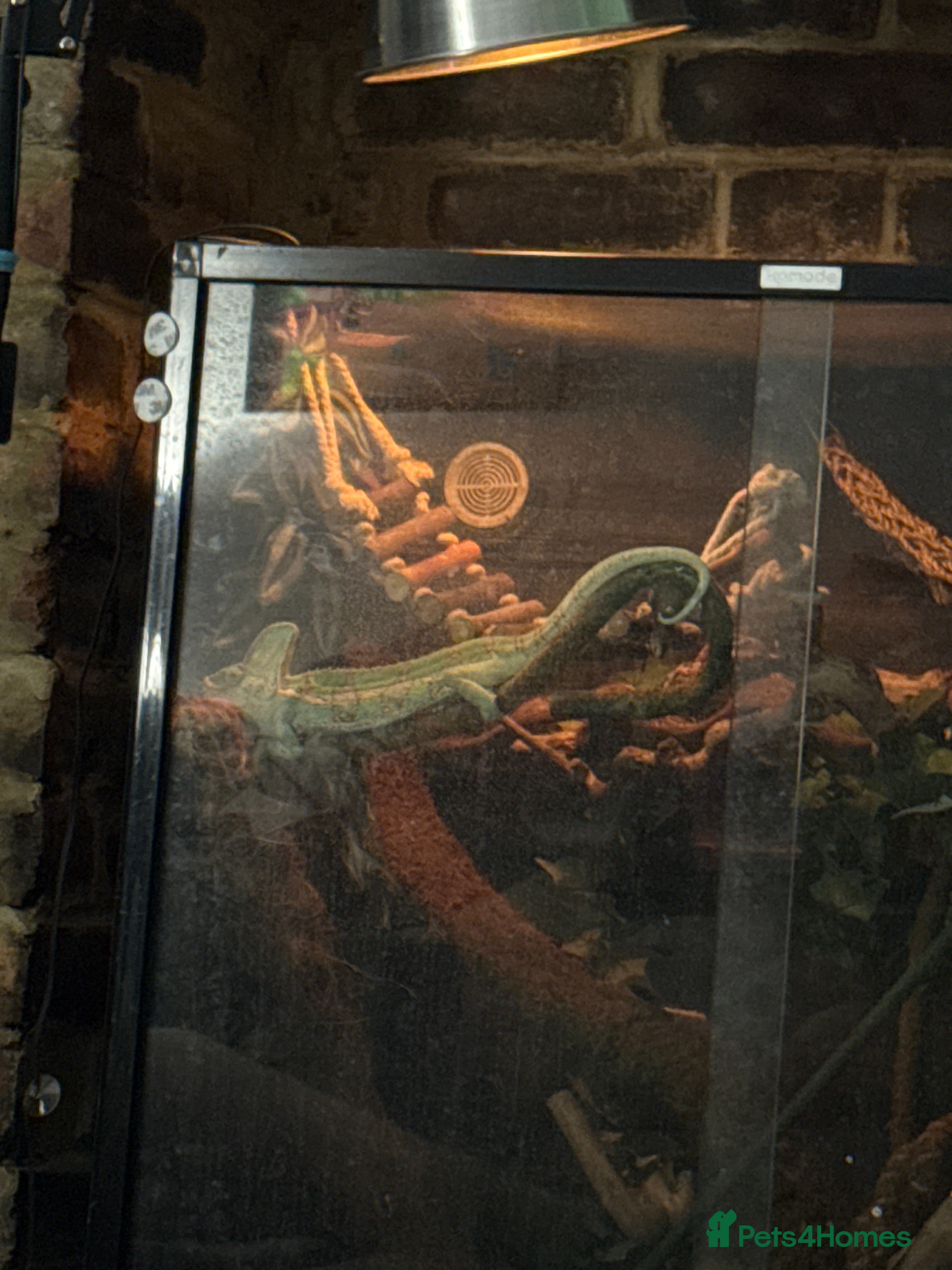 Chameleon reptiles Chameleon and set up for sale  - Advert 3